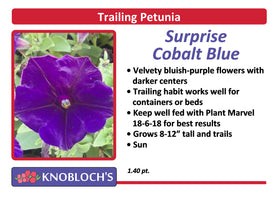 Petunia - Trailing Surprise Cobalt Blue