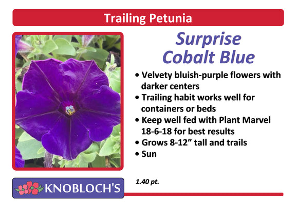 Petunia - Trailing Surprise Cobalt Blue