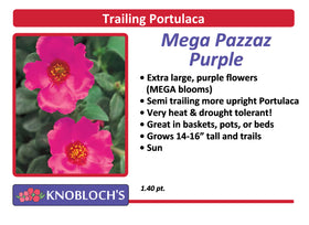 Portulaca - Trailing Mega Pazazz Purple