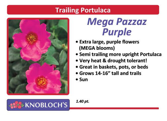 Portulaca - Trailing Mega Pazazz Purple