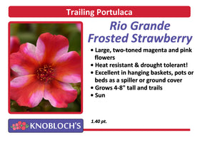 Portulaca - Trailing Rio Grande Frosted Strawberry