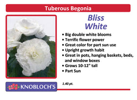 Begonia Tuberous - Bliss White