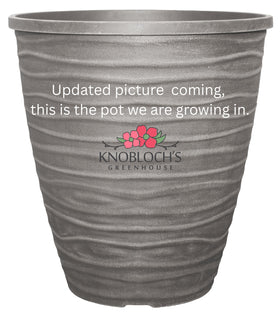 Trailing Petunia - 14" Wide x 16" Tall Plastic Pot