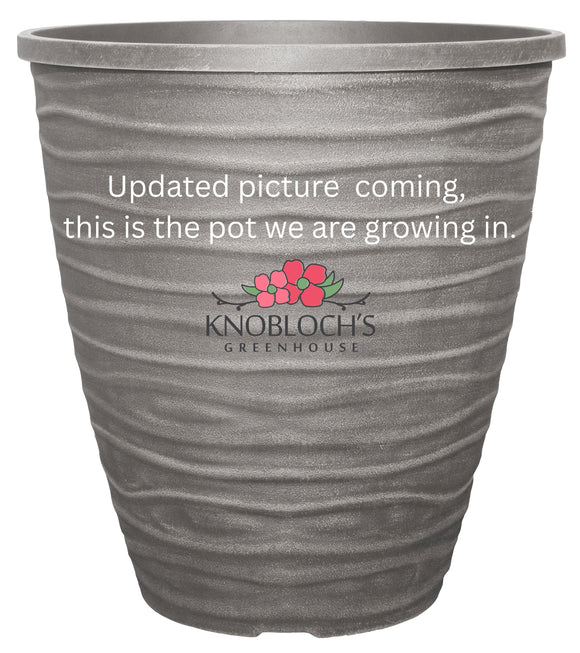 Trailing Petunia - 14" Wide x 16" Tall Plastic Pot