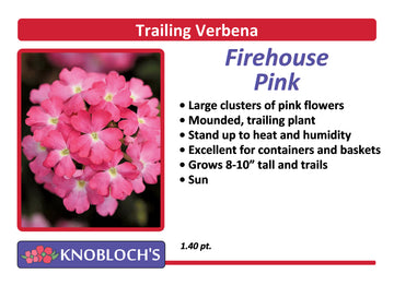 Verbena - Firehouse Pink