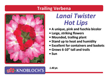 Verbena - Lanai Twister Hot Lips