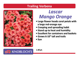 Verbena - Lascar Mango Orange