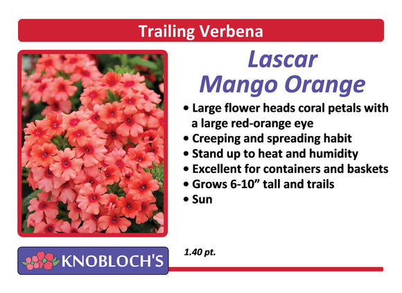Verbena - Lascar Mango Orange