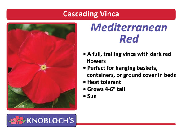 Vinca - Mediterranean Red