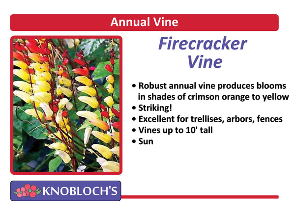 Vine - Firecracker