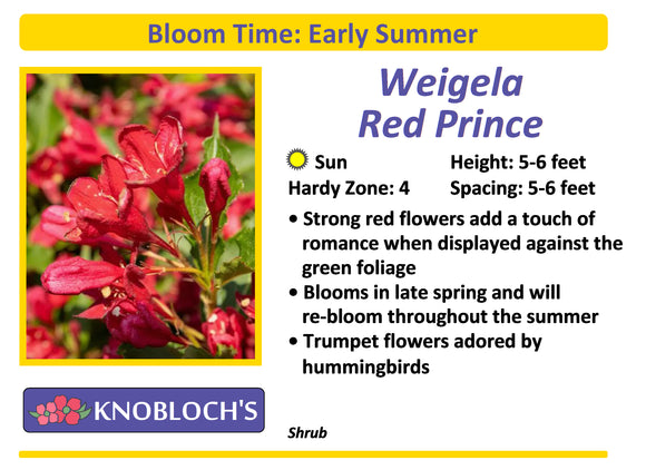 Weigela - Red Prince