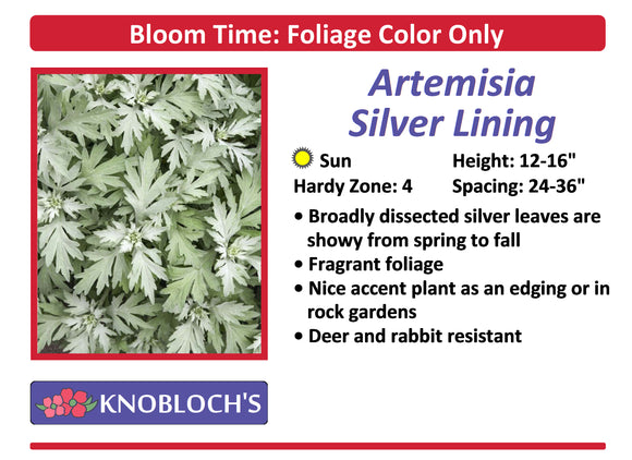 Artemisia - Silver Lining