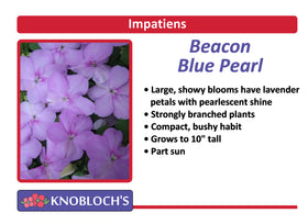 Impatiens - Beacon Blue Pearl