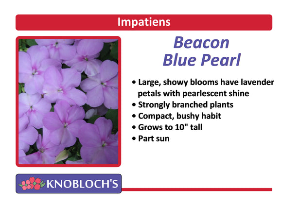 Impatiens - Beacon Blue Pearl