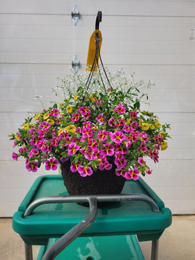 Mini Trailing Petunia Hanging Basket - 12" Diameter