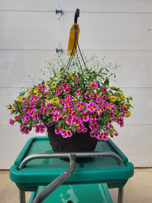 Mini Trailing Petunia Hanging Basket - 12" Diameter