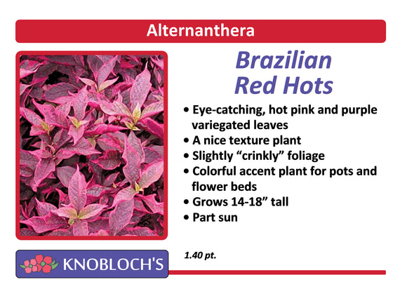 Alternanthera - Brazilian Red Hots