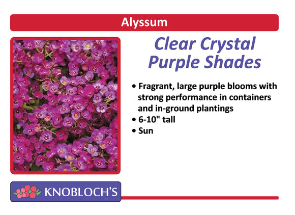Alyssum - Crystal Clear Purple Shades (3 pk)