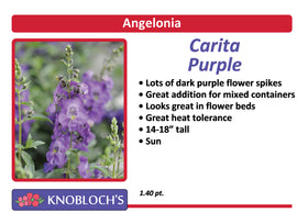 Angelonia - Carita Purple