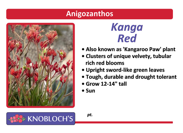 Anigozanthos - Kanga Red