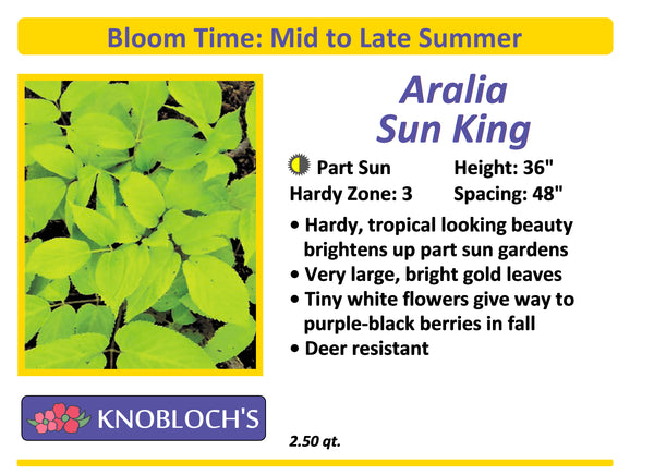 Aralia - Sun King