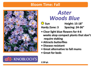 Aster - Woods Blue