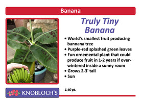 Banana (Fruiting) - Truly Tiny