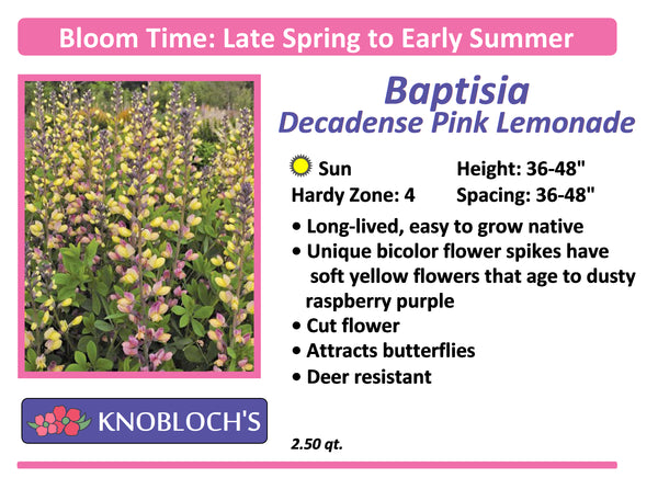 Baptisia - Pink Lemonade