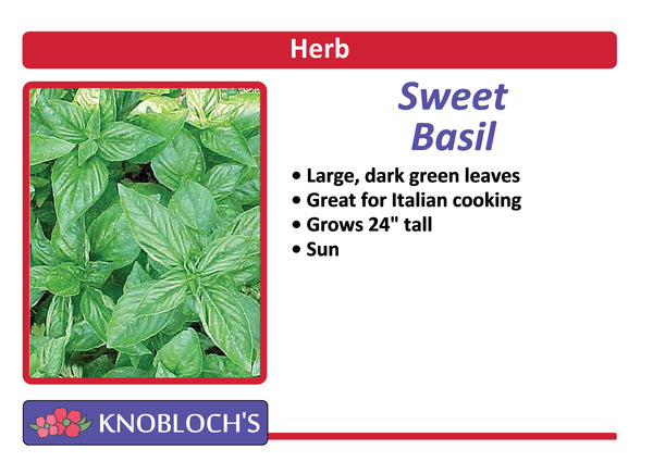 Basil - Sweet Basil