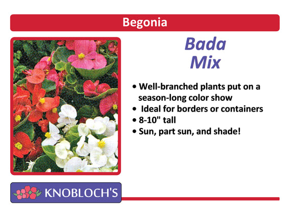 Begonia - Bada Bing Mix (3 pk)