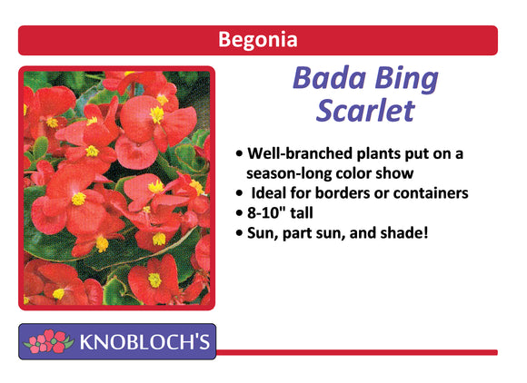 Begonia - Bada Bing Scarlet
