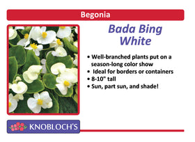 Begonia - Bada Bing White (3 pk)