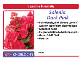 Begonia Hiemalis - Solenia Dark Pink