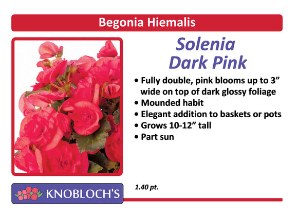 Begonia Hiemalis - Solenia Dark Pink
