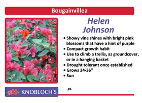 Bougainvillea - Helen Johnson