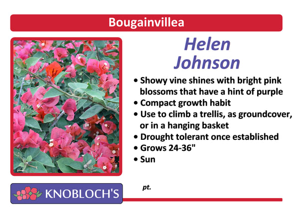 Bougainvillea - Helen Johnson
