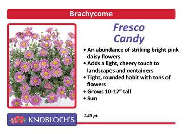 Brachycome - Fresco Candy
