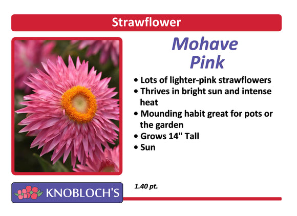 Strawflower (Bracteantha) - Mohave Pink