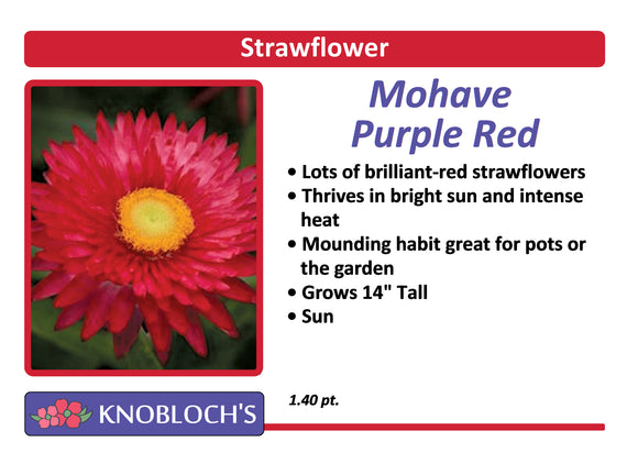 Strawflower (Bracteantha) - Mohave Purple Red