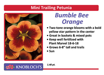 Petunia - Mini Trailing Bumble Bee Orange