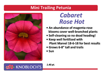 Petunia - Mini Trailing Cabaret Hot Rose