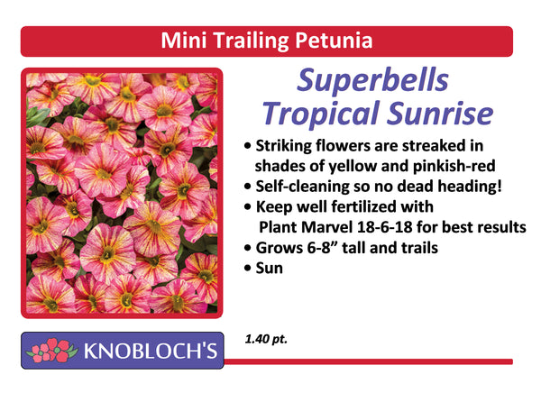 Petunia - Mini Trailing Superbells Tropical Sunrise