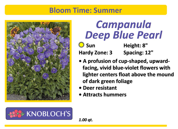 Campanula - Deep Blue Pearl