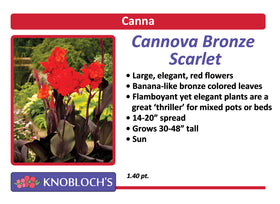 Canna - Cannova Bronze Scarlet