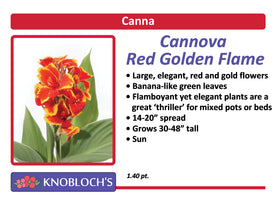 Canna - Cannova Red Golden Flame