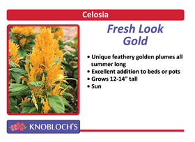Celosia - Fresh Look Gold