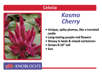 Celosia - Kosmo Cherry