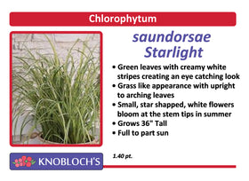 Chlorophytum - Saundorsae Starlight