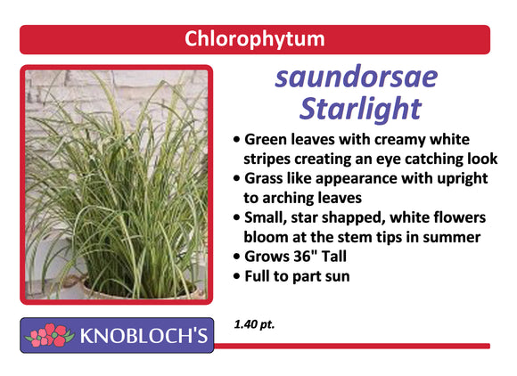Chlorophytum - Saundorsae Starlight