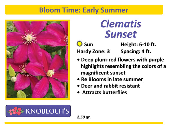 Clematis - Sunset